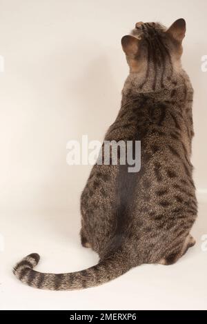 Australian Mist shorthair cat Stock Photo