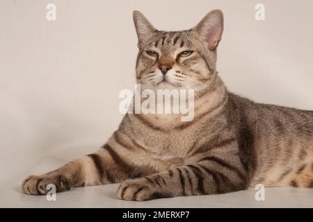 Australian Mist shorthair cat Stock Photo