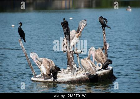 Beira Lake, Colombo, Sri Lanka, Western Province, pelicans and other birds perching on a raft Stock Photo