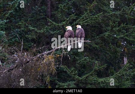 Adult Bald Eagle pair perched on branch against evergreen background touched with snow in Valdez, Alaska, United States Stock Photo