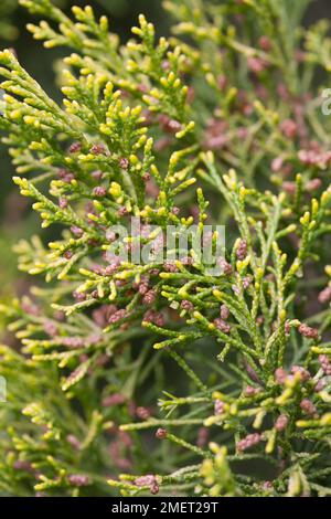 Juniperus chinensis 'Aurea' Stock Photo