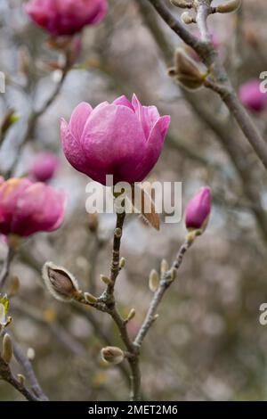 Magnolia Black Tulip ('Jurmag1') Stock Photo