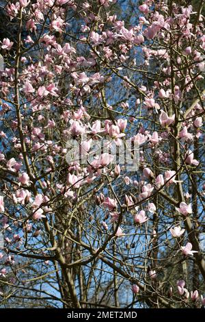 Magnolia campbellii 'Darjeeling' Stock Photo
