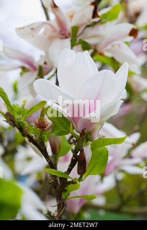 Magnolia x soulangeana 'Brozzonii' (Saucer Magnolia, Chinese Magnolia) Stock Photo