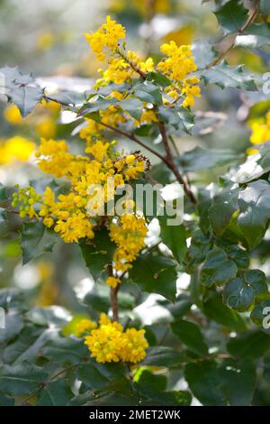 Mahonia x wagneri 'Undulata' Stock Photo