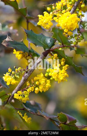 Mahonia x wagneri 'Undulata' Stock Photo