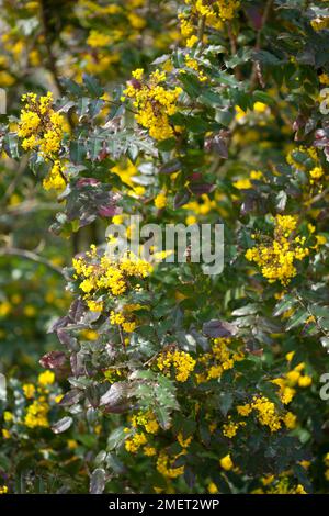 Mahonia x wagneri 'Undulata' Stock Photo