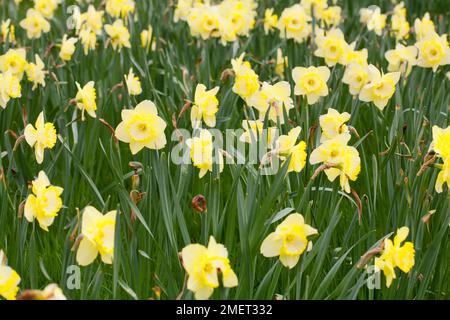Narcissus 'Fragrant Rose' (Daffodil) Stock Photo