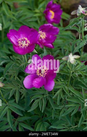 Paeonia officinalis subsp. microcarpa Stock Photo