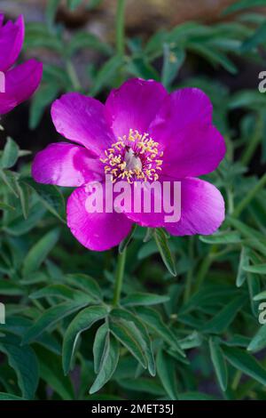 Paeonia officinalis subsp. microcarpa (Peony) Stock Photo