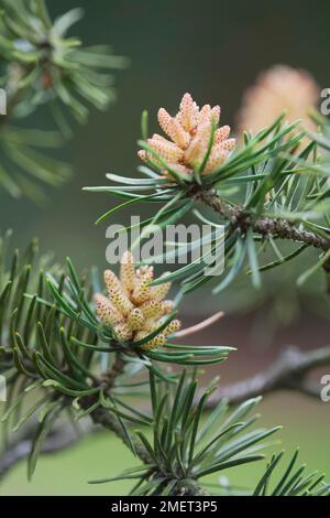Pinus banksiana (Jack Pine) Stock Photo