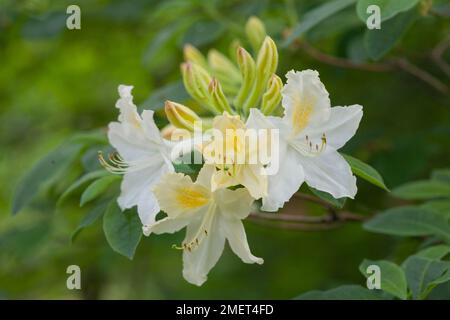 Rhododendron daviesii hi-res stock photography and images - Alamy
