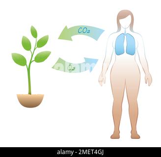 Carbon cycle between humans and plants - exhalation and intake of CO2 ...
