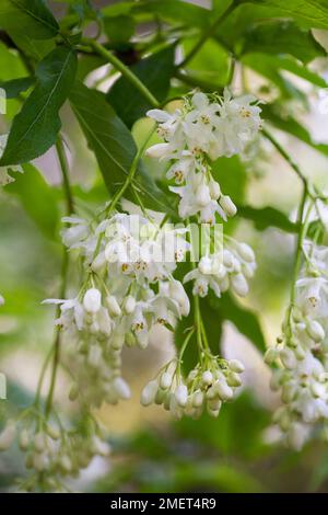Himalayan Bladdernut Staphylea emodi in flower Stock Photo - Alamy