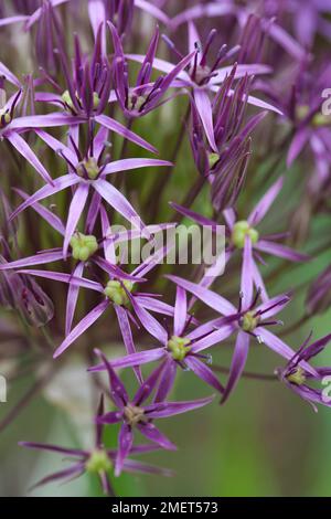 Allium cristophii (Persian Onion, Star of Persia) Stock Photo