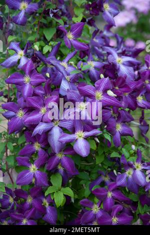 Clematis Jackmanii Purpurea 'Zojapur' Stock Photo