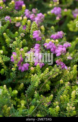 Erica x stuartii 'Irish Orange' Stock Photo