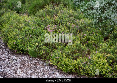 Erica x stuartii 'Irish Orange' Stock Photo