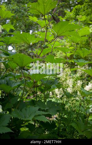 Persicaria amplexicaulis 'Atrosanguinea' Stock Photo