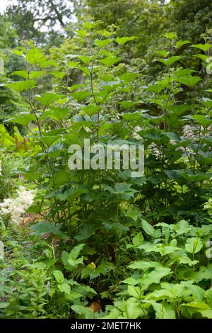 Persicaria amplexicaulis 'Atrosanguinea' Stock Photo