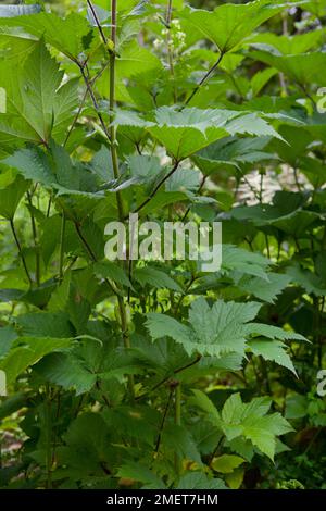 Persicaria amplexicaulis 'Atrosanguinea' Stock Photo