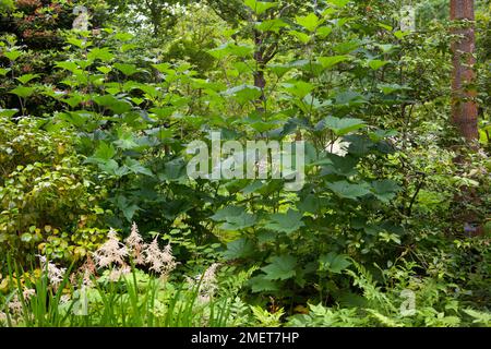 Persicaria amplexicaulis 'Atrosanguinea' Stock Photo