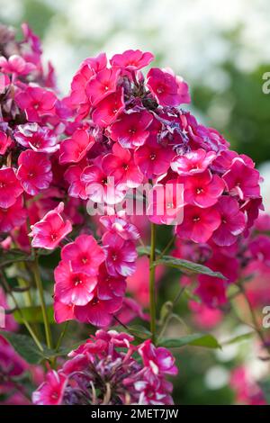 Phlox paniculata 'Juliglut' Stock Photo