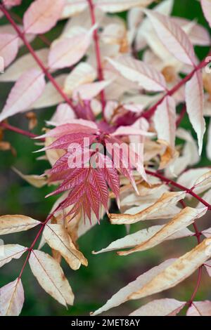 Toona sinensis 'Flamingo' (Chinese Mahogany, Red Toon) Stock Photo