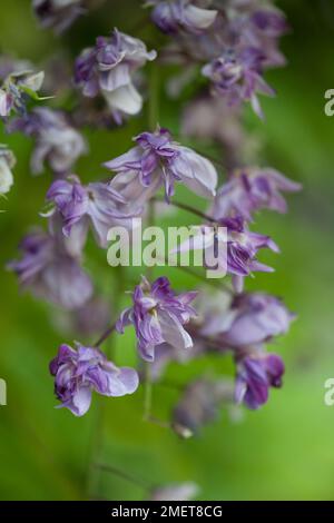 Wisteria floribunda 'Yae-kokuryu' Stock Photo