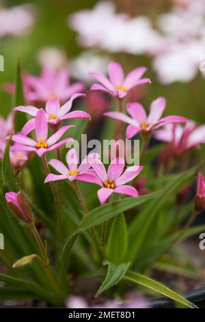 x Rhodoxis hybrida 'Hebron Farm Pink' Stock Photo