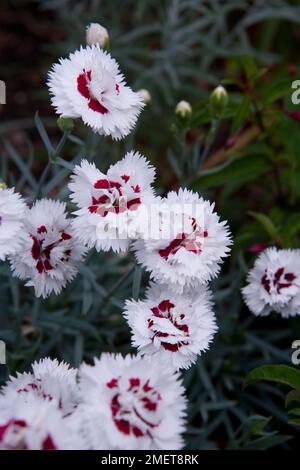 Dianthus 'Devon Sapphire' Stock Photo