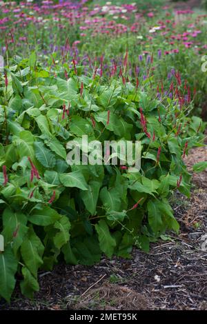 Persicaria amplexicaulis 'Firedance' Stock Photo