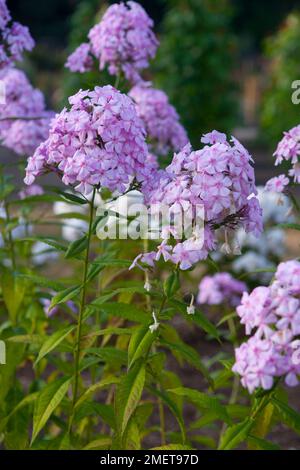 Phlox paniculata 'Discovery' Stock Photo