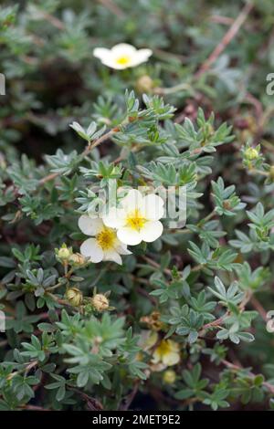 Potentilla fruticosa 'Katherine Dykes' Stock Photo