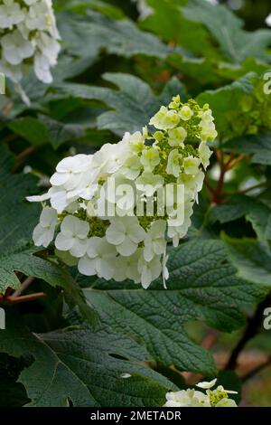 Hydrangea Quercifolia 'Applause' Stock Photo