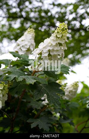 Hydrangea Quercifolia 'Applause' Stock Photo