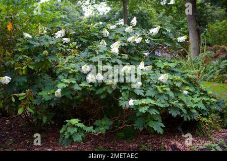Hydrangea Quercifolia 'Applause' Stock Photo