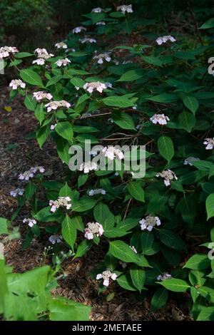 Hydrangea serrata 'Kiyosumi' Stock Photo