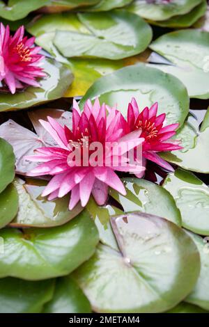 Nymphaea 'Perry's Red Star' Stock Photo