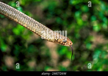 Rat Snake (Ptyas mucosus) captive, The Madras Crocodile Bank Trust and Centre for Herpetology near Chennai, Tamil Nadu, South India, India, Asia Stock Photo