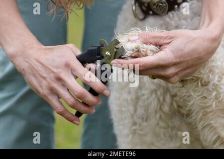 Labradoodle: having nails clipped by owner in garden Stock Photo