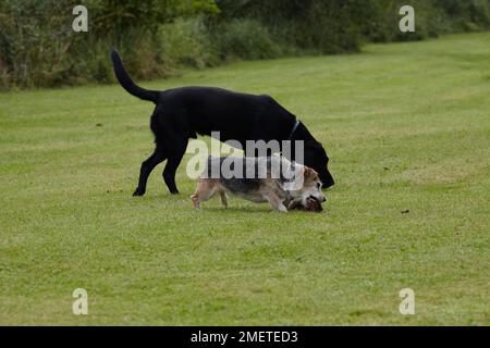 Elderly jack russel and labrador playing in garden Stock Photo