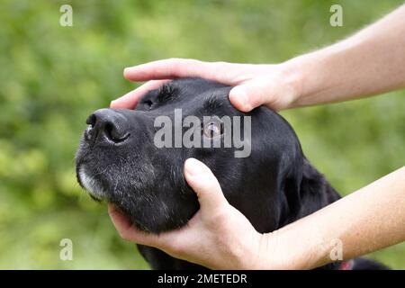 Dog health check: owner checking Labrador eyes. Stock Photo