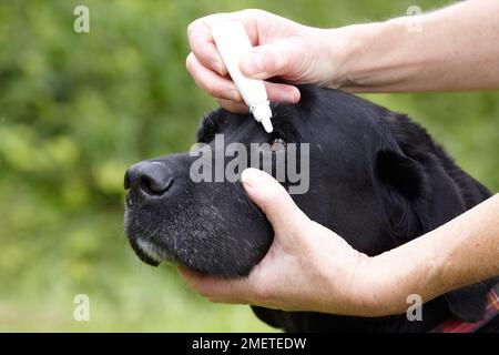 Dog health check: Labrador owner applying eye drops Stock Photo
