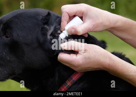 Labrador sales ear drops