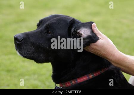 Dog health check: Owner checking Labradors ears Stock Photo