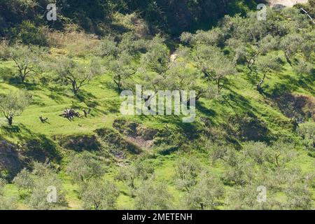 olive trees (Oleaceae) on Crete Island, Greece, Europe. Photo by Willy ...