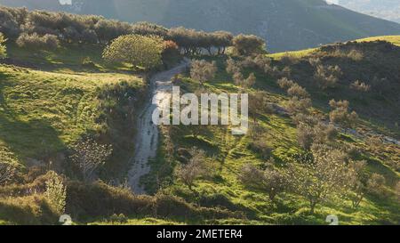 Spring in Crete, green meadows, flowering trees, country lane, central Crete, island of Crete, Greece Stock Photo