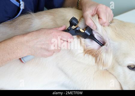 Labrador puppy being checked over by a vet Stock Photo