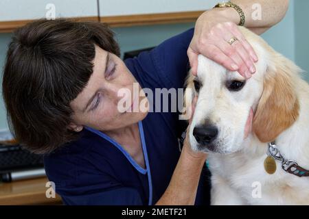 Labrador puppy being checked over by a vet. Checking eyes Stock Photo